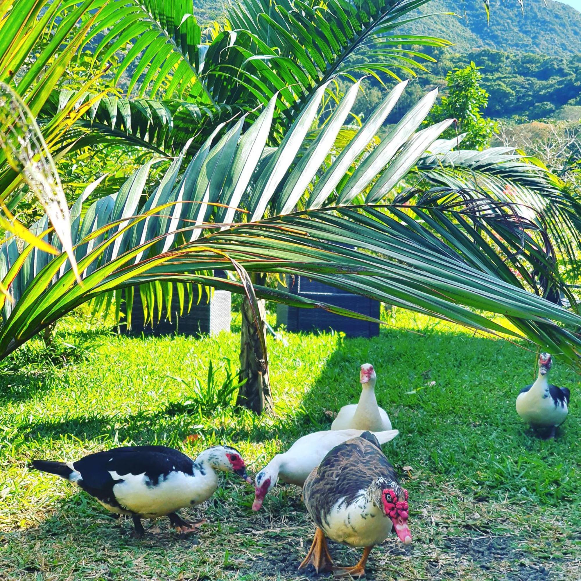 Le Chalet, La Petite Ferme Vieux Grand Port Bagian luar foto